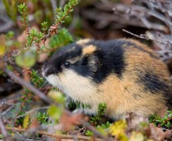 Лемминг (фото): Дикий грызун-отшельник