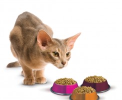 Леонардо: Корм для кошек премиум-класса от надежного производителя