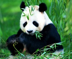 Большая панда (фото) – Редчайшее животное родом из Азии