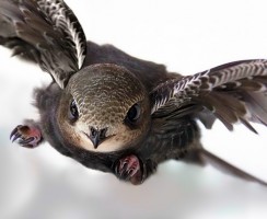 Птица стриж (фото): Самая быстрая летунья на земле