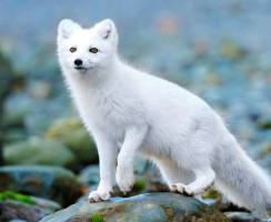 Песец (фото): Белая лисица, забравшаяся за полярный круг