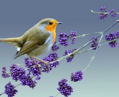 Малиновка (фото): Яркое красное пятнышко в лесной гамме