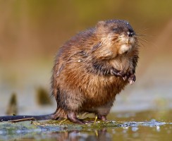 Ондатра (фото) – Проворный пловец-грызун