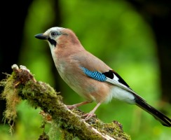 Сойка (фото) – птичка, поражающая своим репертуаром