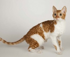 Уральский рекс (фото): Кудрявое очарование с необычной внешностью