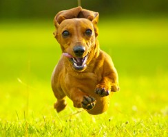 Кроличья такса (фото): Верный компаньон со здравым рассудком