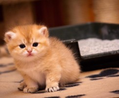 Как приучить котенка ходить в лоток: Гарантированный результат за короткое время
