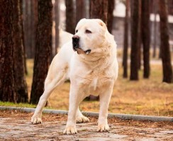 Туркменский алабай (фото): Свирепый охранник, надежный защитник