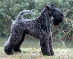 Керри-блю-терьер (фото): Голубая мечта многих собаководов