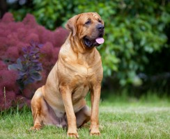 Тоса-ину (фото): Бесстрашная собака японских самураев