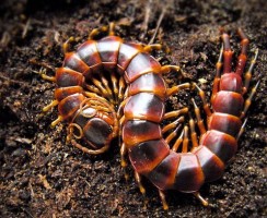 Сколопендра (фото): Питомец, от которого бросает в дрожь