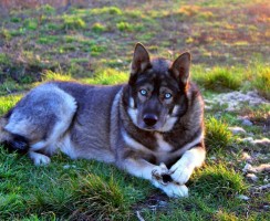 Волкособ (фото): Удивительная квинтэссенция волка и собаки