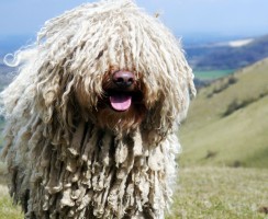 Собака комондор (фото): Царь среди пастухов