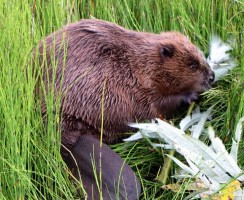 Бобр (фото): Неутомимый строитель плотин