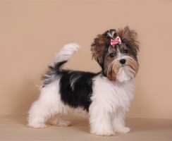 Бивер йорк (фото): Ожившая плюшевая игрушка на ваших руках