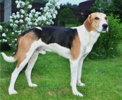 Русская гончая (фото): Идеальная собака для тех, кто любит охоту, и не только