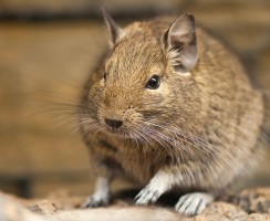 Дегу (фото): Декоративная белочка из Чили