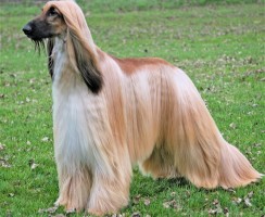 Афганская борзая (фото): Настоящий длинношерстный аристократ
