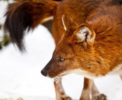 Красный волк (фото): Опасный хищник с необычной внешностью