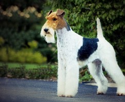 Жесткошёрстный фокстерьер (фото): Дружелюбный питомец и настоящий охотник