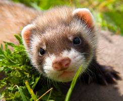 Хорек (фото): Игривый непоседа и верный друг