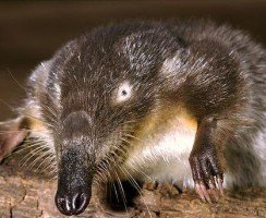 Выхухоль (фото): Самый смешной и необычный житель русских рек