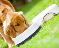 Корм для собак Pro Plan от Purina: Готовое питание премиум-класса