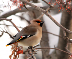 Свиристель: Яркая птица, умеющая петь (фото)