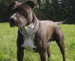 Амстафф (фото): Ласковый питомец и верный защитник