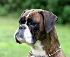 Немецкий боксер (фото): Дружелюбный пес и бесстрашный защитник
