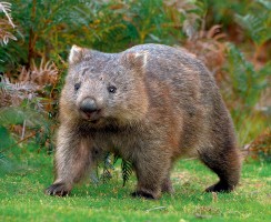 Животное Вомбат: Милое сумчатое млекопитающее (фото)