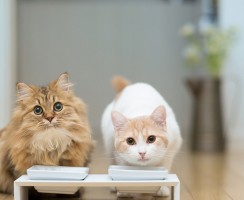 Миски для кошек: Как выбрать посуду для кошачьего стола