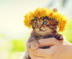 Как определить возраст котёнка: Полезные советы для хозяев