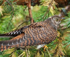 Кукушка (фото): Настоящий мастер подмен и маскировки