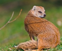 Мангуст (фото): Бесстрашный охотник на змей