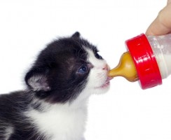 Как выкормить котенка без кошки: Секреты молочного рациона для малышей