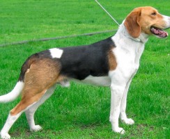 Эстонская гончая (фото): Умнейший питомец и помощник на охоте