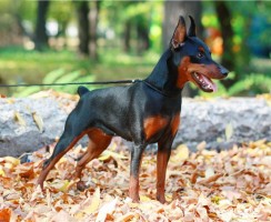 Цвергпинчер (фото): Миниатюрный и очень активный товарищ