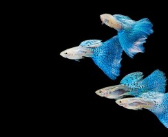 Аквариумные рыбки гуппи (фото): Всплески ярких красок в зеленой гуще водорослей