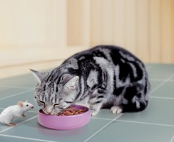 Корм для кошек Purina Pro Plan: Качественное питание для питомца