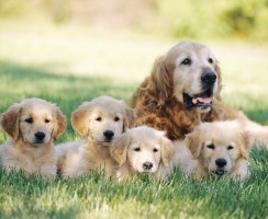 Сколько длится беременность у собак: Основные признаки и сроки