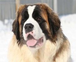 Московская сторожевая (фото): Охранник до кончика хвоста