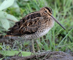 Бекас (фото): Осторожный «лесной барашек»