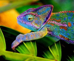 Хамелеон (фото): Настоящий конспиратор животного мира