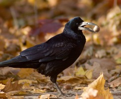 Грач (фото): Птица, которая приносит на крыльях весну
