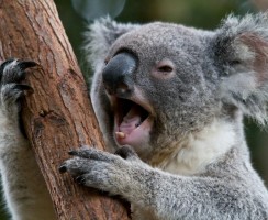 Коала: Сумчатый мишка из Австралии (фото животного)