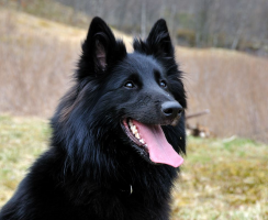 Грюнендаль (фото): Игривый красавец, черный как ночь