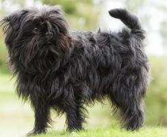 Порода Аффенпинчер : «Бородатая собачка» из Германии (фото)