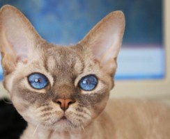 Кошка Девон-рекс (фото): Игривый питомец и верный друг