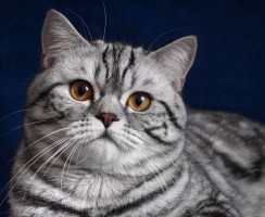 Скоттиш-страйт (фото): Нежность и очарование кошачьего мира